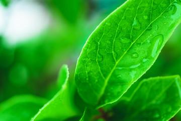 Leaves with drops of water. After the rain. Close-up. Green background with leaves.