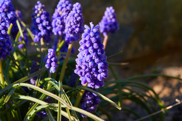 Muscari. Blue spring flower, Grape Hyacinth, Muscari racemosum. Selective focus. 