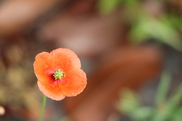 ケシの花　ポピー