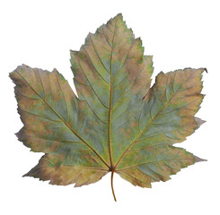 Autumn maple branch with leaves  isolated on  background