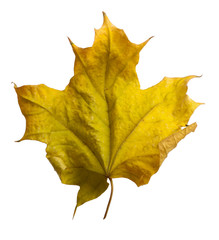 Autumn maple branch with leaves  isolated on  background