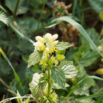 Lamium galeobdolon 'argentatum' - Tige florif&egrave;re de lamier ou ortie jaune au feuillage macul&eacute; de taches argent&eacute;es