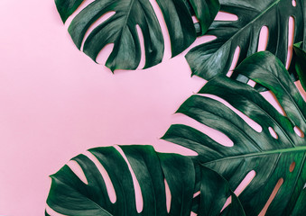 Tropical leaves of Monstera plant on pink surface, top view, minimal tropical background