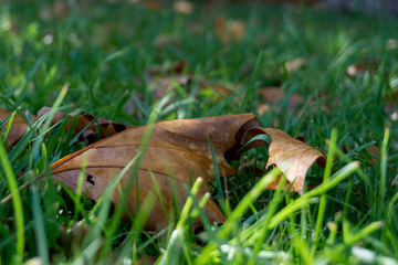Autumn leaf