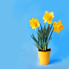 Beautiful bouquet of blooming yellow daffodils in  bucket  on  blue background.