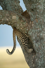 Tail and hindquarters of leopard climbing tree