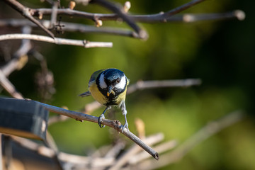 Fototapeta premium Great Blue Tit feeding younger bird on trees