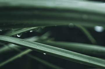 Green and Wet Leaves in a Rainy Day