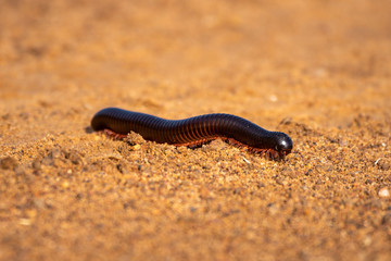 Tanzanian red-legged millipede walking over sandy track