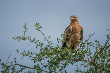 Tawny eagle in tree under blue sky