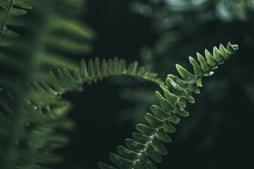 Fototapeta premium Green and Wet Leaves in a Rainy Day