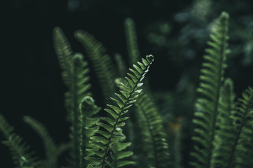 Green and Wet Leaves in a Rainy Day