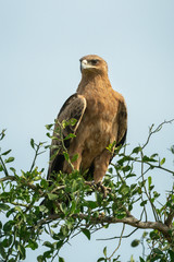 Tawny eagle on branch under blue sky
