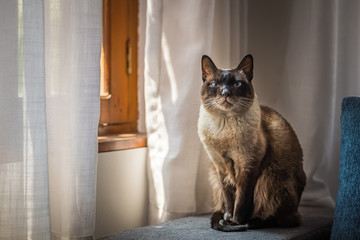 Siamese cat near a sunny window
