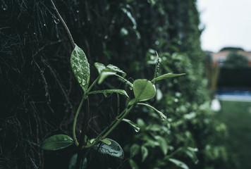Green and Wet leaves in a Rainy Day
