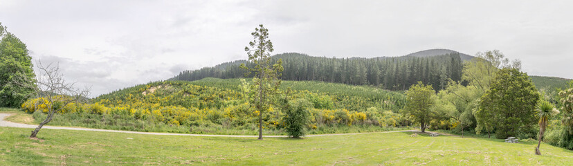 green glade at Kakahu forest, New Zealand