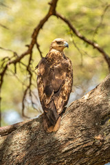 Tawny eagle perches on branch facing right