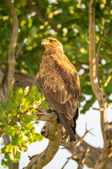 Tawny eagle perches on branch at sunset