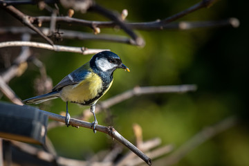 Great Blue Tit feeding younger bird on trees looking right