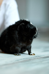 Portrait of black guinea pig or cavy indoors.