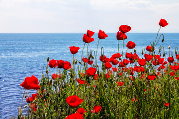 Red poppies on the shore of the blue sea on a sunny day. Beautiful pictures of nature.