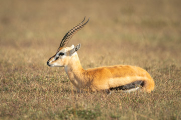 Naklejka na ściany i meble Thomson gazelle lies on grass in profile