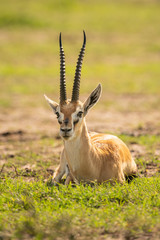 Naklejka na ściany i meble Thomson gazelle lies on grass facing camera