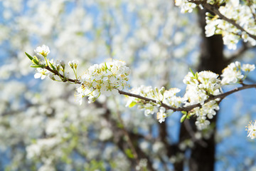 Flowering plum branch