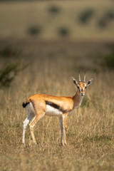 Naklejka na ściany i meble Thomson gazelle stands in grass eyeing camera