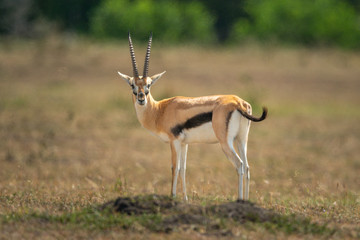 Naklejka na ściany i meble Thomson gazelle stands in grassland eyeing camera