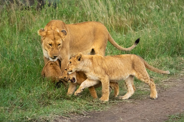 Obraz na płótnie Canvas Three cubs play with lioness in grass