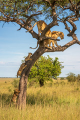 Fototapeta na wymiar Three cubs follow two lionesses up tree