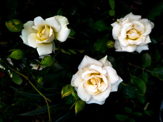 White roses