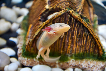White with pink gills, the young Axolotl (Ambystoma mexicanum) swims in an aquarium and waves its paw against a brown ceramic house, white and black large pebbles.