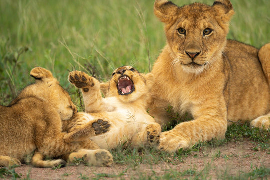 Three lion cubs play fighting in grass