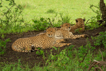 Three male cheetah lying down in shade