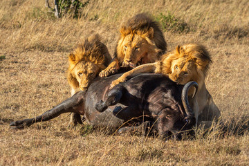 Three male lion feeding on Cape buffalo