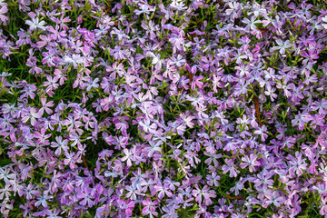Obraz premium Background from small purple spring flowers on the lawn.