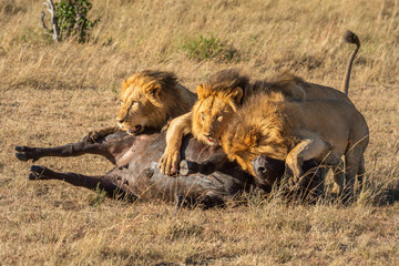 Three male lion lie on dead buffalo