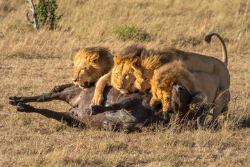 Three male lion lie on buffalo carcase