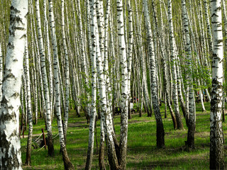 Green birch forest in the spring. Grove of birch trees with green leaves in spring