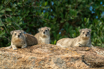 Three rock hyrax on rock by trees