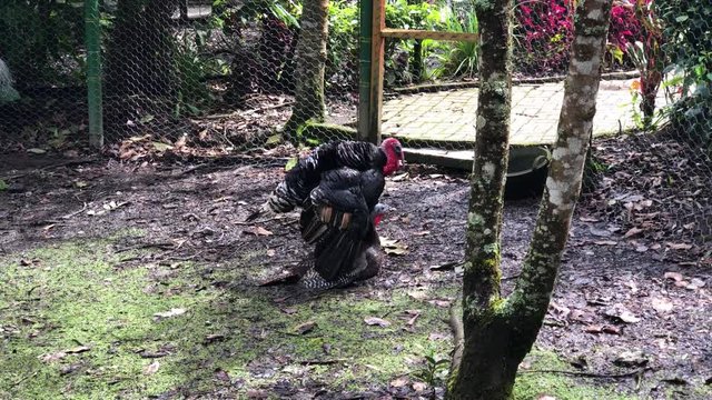 A couple of turkey breeding. Bird watching, how a turkey reproduces.