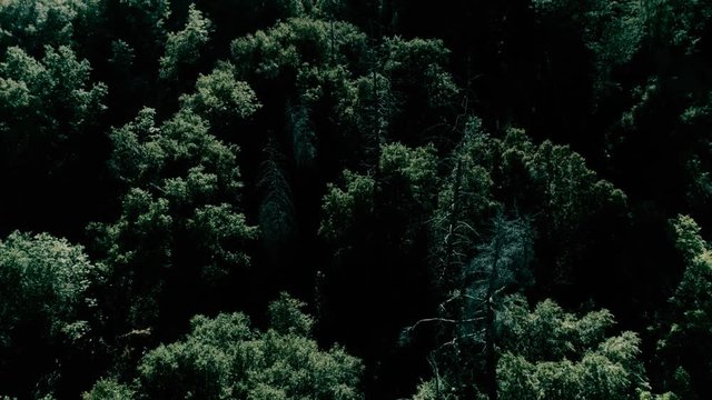Bird's eye view pulling out from close on tree tops to an expansive green forest. Drone.