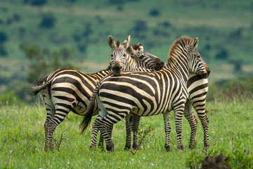 Fototapeta na wymiar Three zebra stand resting on each other
