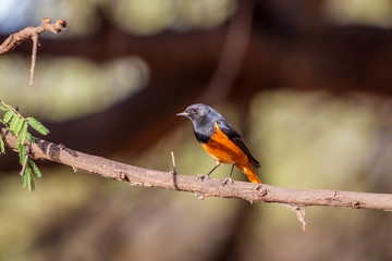 Black Redstart