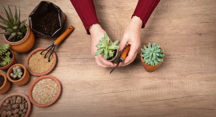 Woman's hands transplanting plant a into a new pot