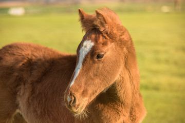 Portrait of English Thoroughbred foal at sunset with the sun shining sideways