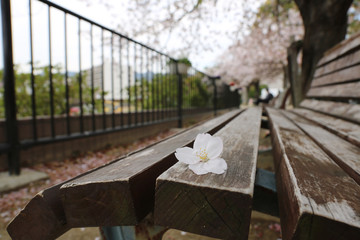 ベンチと桜