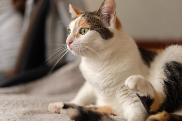 The cat is lying on the bed and looks away enthusiastically.